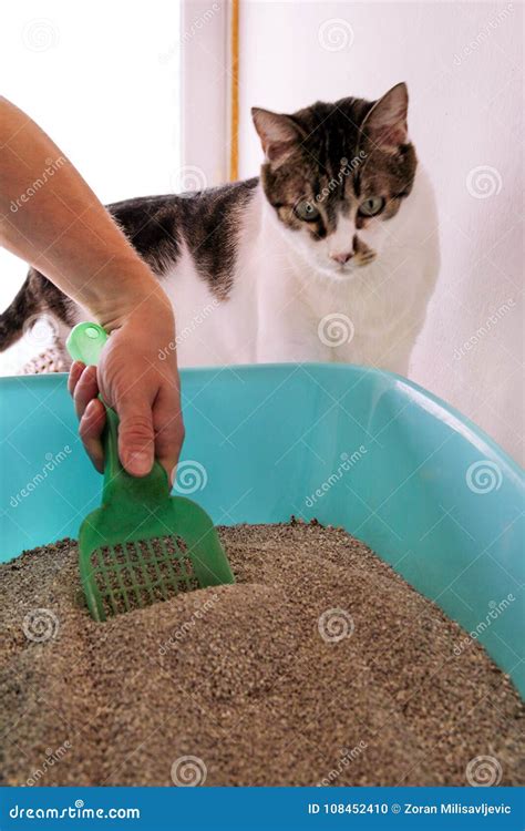 Cleaning Cat Litter Box. Hand is Cleaning of Cat Litter Box with Green ...