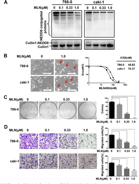 Figure 1 From Targeting Neddylation Pathway With MLN4924 Pevonedistat