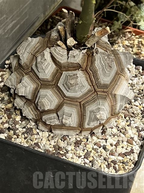 care  caudex plants cactus