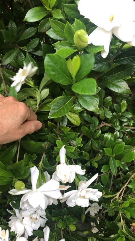 How To Plant Gardenia Flower Complete Growing Care Tips Artofit