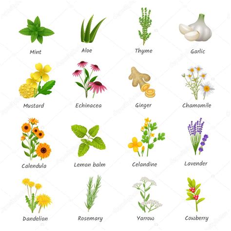 Hierbas Medicinales Plantas Set Iconos Planos Vector Gr Fico Vectorial