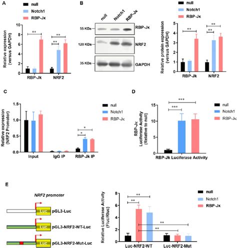 NRF2 is transcriptional activated by Notch1 RBP Jκ signaling in adult