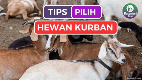 Tips Pilih Hewan Kurban Aagar Sesuai Syariat Islam