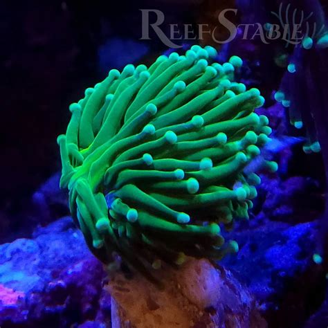 Live Hammer And Torch Coral Reef Stable Best Place To Buy Coral Online