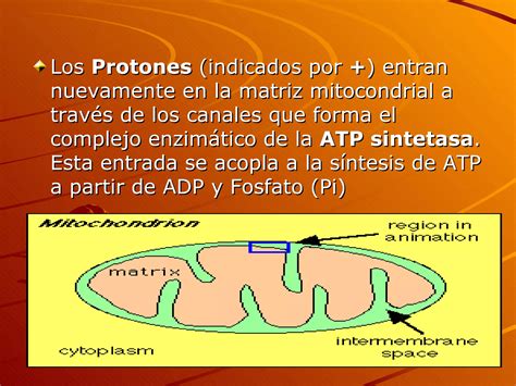 Cadena Transportadora De Electrones Ppt