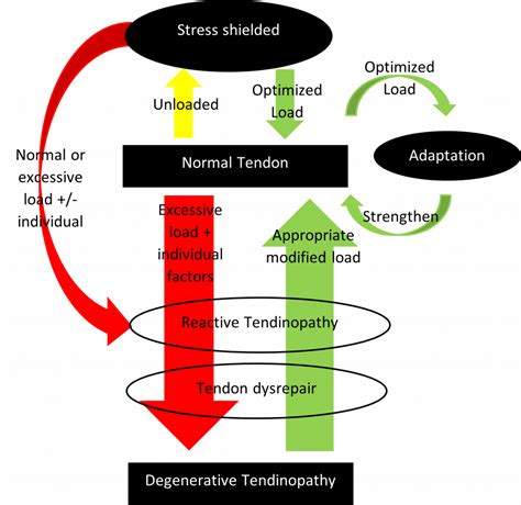 What is Tendinopathy? - Absolute Health & Wellness