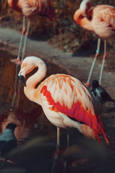 Flamingo in Close Up Shot · Free Stock Photo