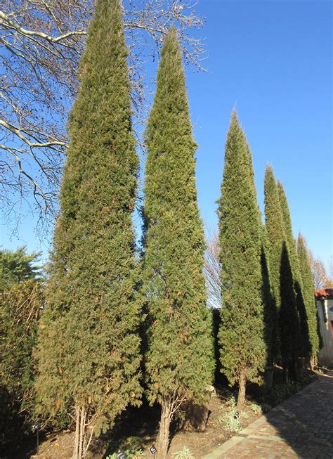 Columnar Conifers For The Midwest Fine Gardening