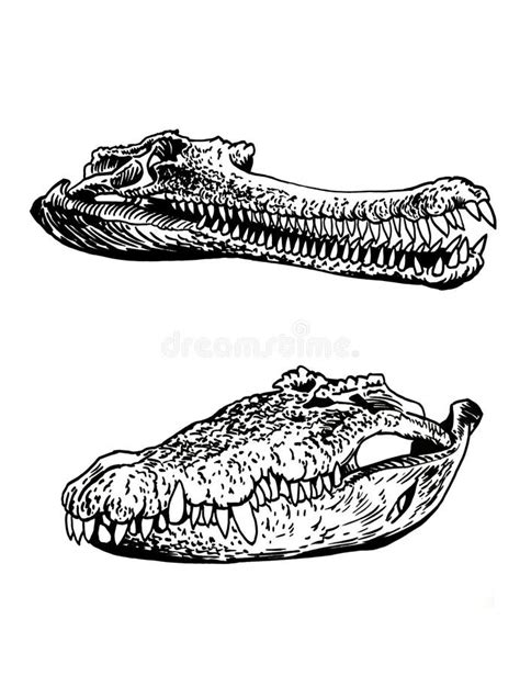 Sistema Gráfico De Cocodrilos Aislados En El Cocodrilo Blanco De Los