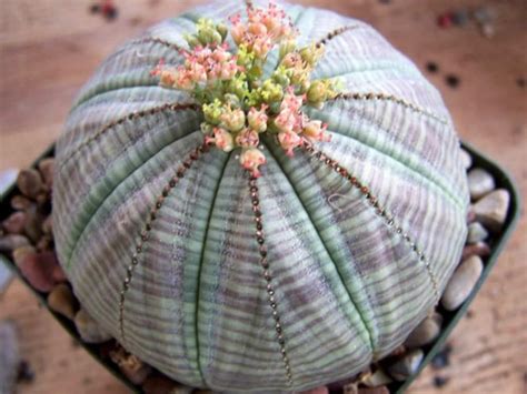 Euphorbia Obesa Baseball Plant World Of Flowering Plants