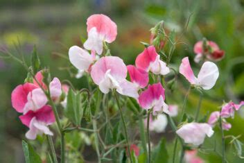 Lavendel Stekken Voor Beginners Gardeners World