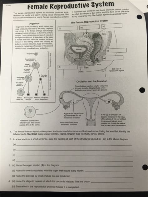 Ovary Oviduct Uterus Function Informacionpublica Svet Gob Gt