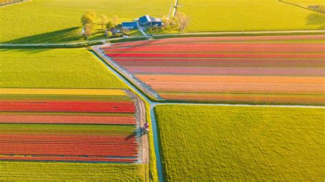 Dutch Local Tips Where To Find Tulips In And Near Amsterdam Visiting