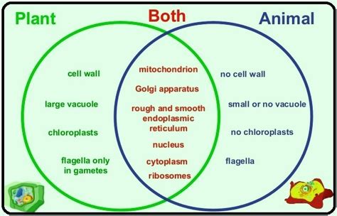 Plant Vs Animal Cells Venn Diagram