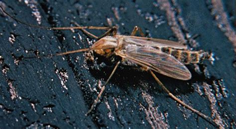 Midge | Bloodsucking, Nonbiting, Pest | Britannica