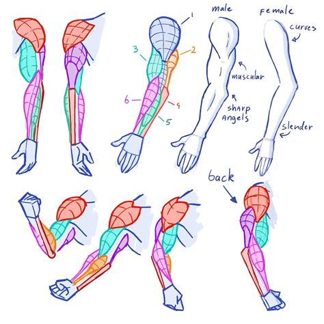 Learning Drawing Principles Human Anatomy Drawing Arm Anatomy