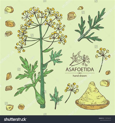 Collection Asafoetida Plant Asafoetida Powder Flowers Stock Vector ...