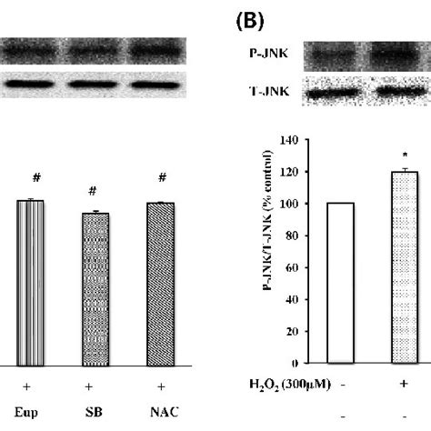 The Effect Of Eupatilin SB202190 SP600125 NAC On P38 MAPK A And