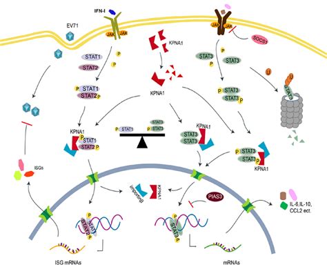 Ijms Free Full Text Stat3 Regulates The Type I Ifn Mediated