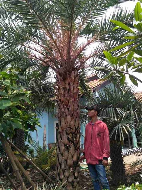 Jual Jual Pohon Palem Raja 081292127731 Lutfiflora LUTFIFLORA