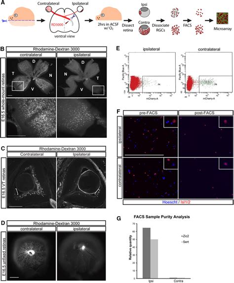 Facs Purification Of Retrogradely Labeled Mouse Retinal Ganglion Cells