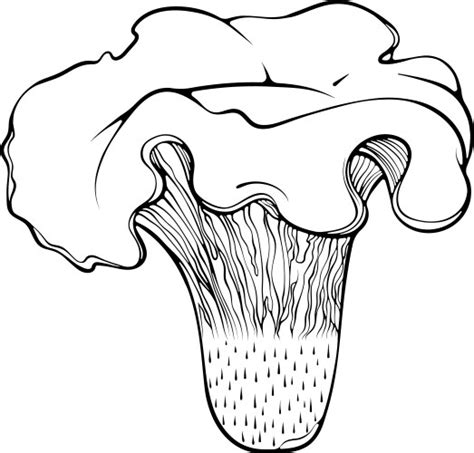 Morel Mushroom Line Art Royalty Free Vector Image