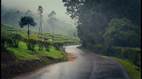 Pitter Patter Plantation Views Rainy Day Adventures In Tea Country