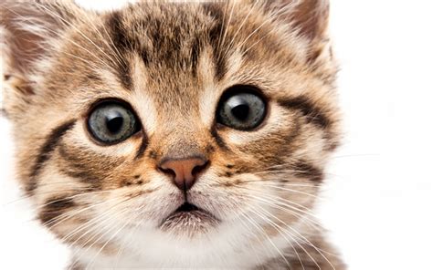 Download wallpapers small kitten, frightened cat, big eyes, gray eyes ...