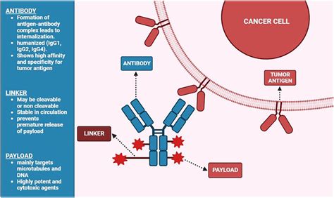 Structural Components Of Antibody Drug Conjugates Download Scientific Diagram