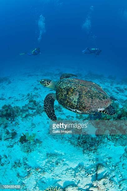 484 Sea Turtles Maldives Stock Photos, High-Res Pictures, and Images - Getty Images