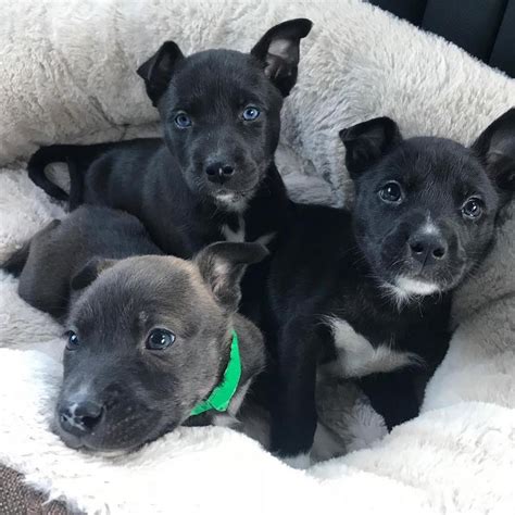 Pitsky Puppies