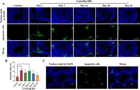 Effect Of Qds On Cell Apoptosis Detected By Tunel Assay A