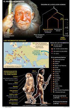 Los últimos Neandertales se extinguieron hace 40 000 años Evolución