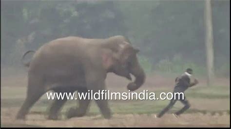 Elephant Chases Farmers Off Their Fields In Odisha High Speed