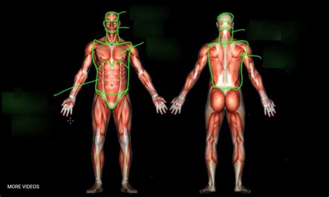 Anatomical Regions Of The Body Diagram Quizlet