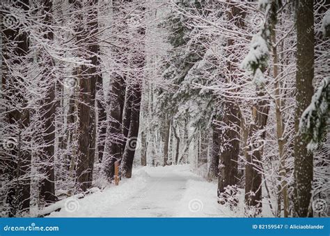 Snow Covered Winter Path Stock Image Image Of Horizontal