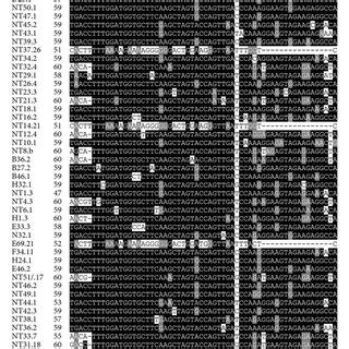 The NRRE-1-DE sequence in the 5′-LTR sequences of HIV-1 isolates from ...