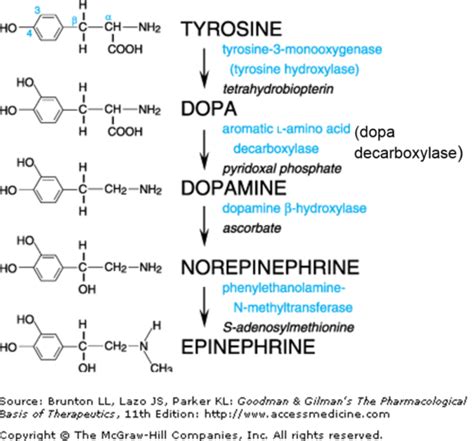 Intro To Adrenergic Pharmacology Flashcards Quizlet