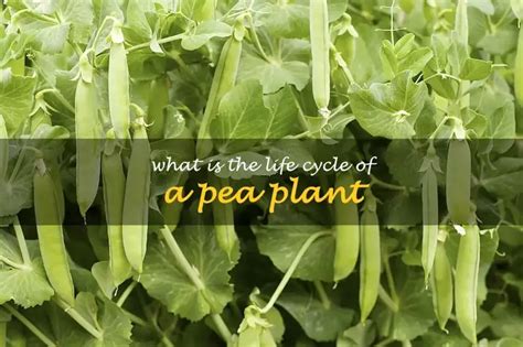 What Is The Life Cycle Of A Pea Plant | ShunCy