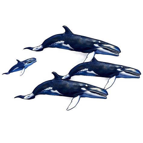 Humpback Whale PNG Images [100+] - SubPNG.com