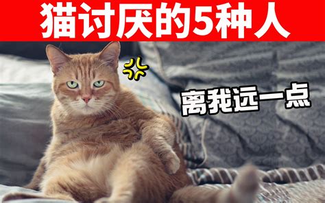 猫最讨厌的5种人，尤其第五种，都不能靠近猫！ 【初识猫咪ep24】 哔哩哔哩 Bilibili