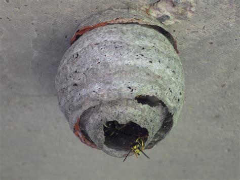 Common Aerial Yellowjacket From University District Spokane Wa Usa