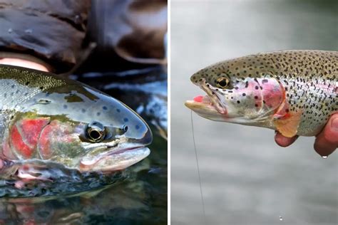 Steelhead Vs Rainbow Trout Differences And How To Target Each