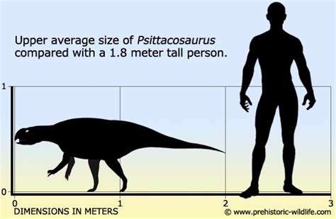 Psittacosaurus Pictures & Facts - The Dinosaur Database