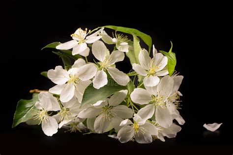 Una Rama De Manzano Floreciendo Con Flores Blancas En Un Fondo Negro