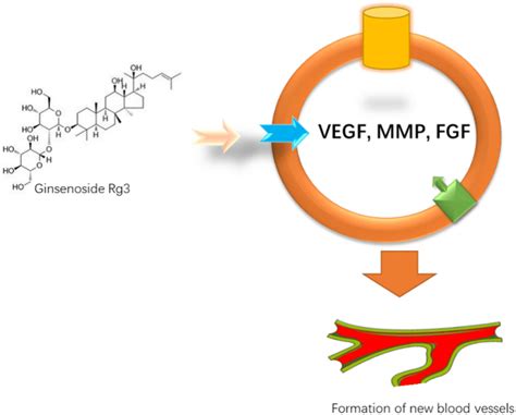 The Effects Of Ginsenoside Rg3 On The Angiogenesis Of Tumor By