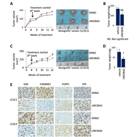 G A Inhibitor Unc Suppressed Tumor Growth Of Mouse Xenografts From