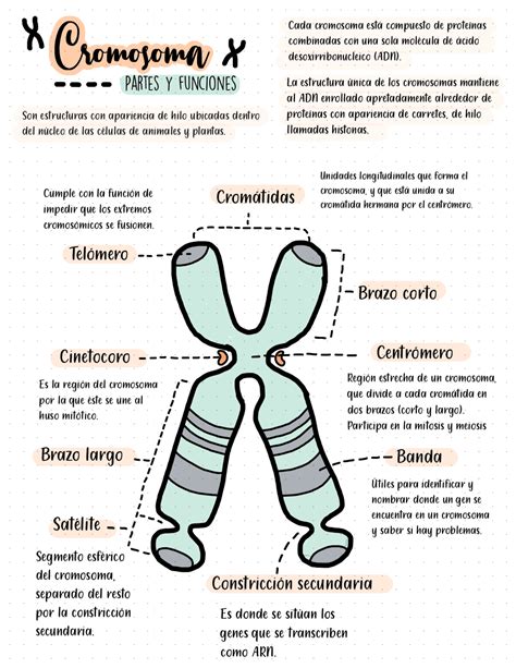 Embotellamiento Puesto Reafirmar Cuales Son Las Partes De Un Cromosoma