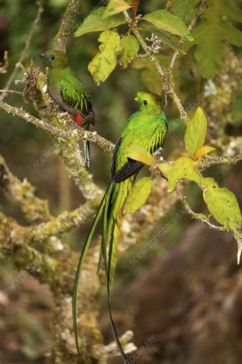 Male and female resplendent quetzal - Stock Image - C054/9549 - Science ...