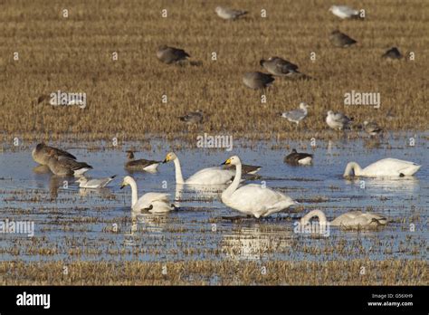 Whooper Swan Cygnus Cygnus Greylag Goose Anser Anser Pink Footed